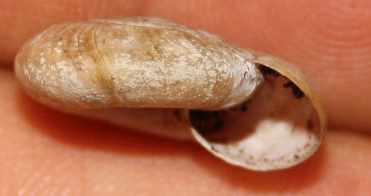 Oxychilus sp.?